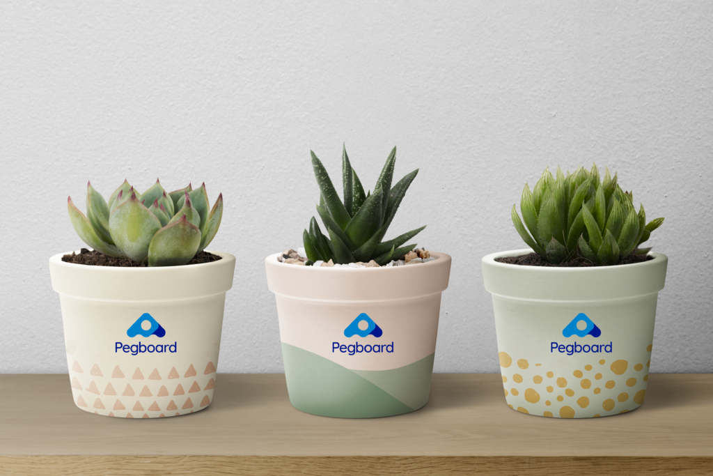 small succulent plants pastel pots
